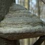 Pilz im Hirschberger Wald